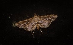 Merodictya marmorata
