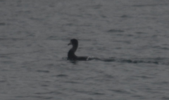 Phalacrocorax capillatus