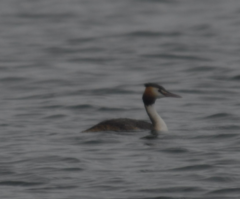 Podiceps cristatus