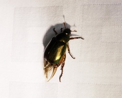 Anomala russiventris