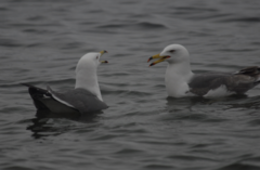 Larus crassirostris