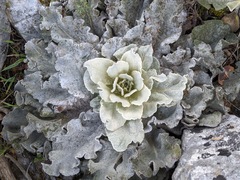 Verbascum undulatum