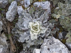 Verbascum undulatum