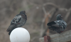 Columba livia domestica