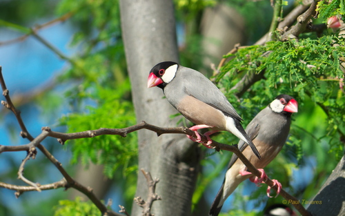 Java Sparrow