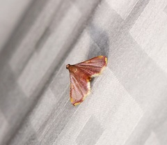 Endotricha olivacealis