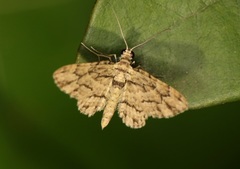 Gymnoscelis biangulata