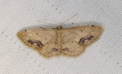 Idaea chotaria
