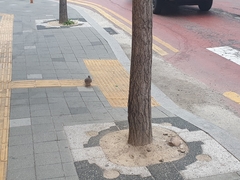 Streptopelia orientalis