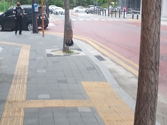 Streptopelia orientalis