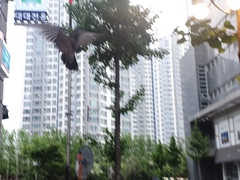 Streptopelia orientalis