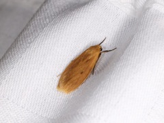 Paralithosia shaowuica