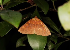 Singara diversalis