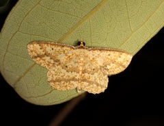 Synegia eumeleata