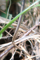 Orientocoluber spinalis