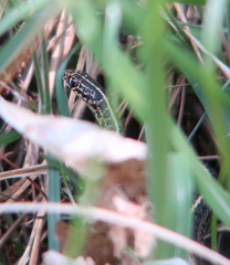 Orientocoluber spinalis