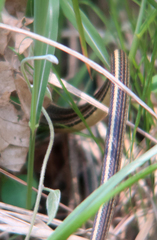 Orientocoluber spinalis