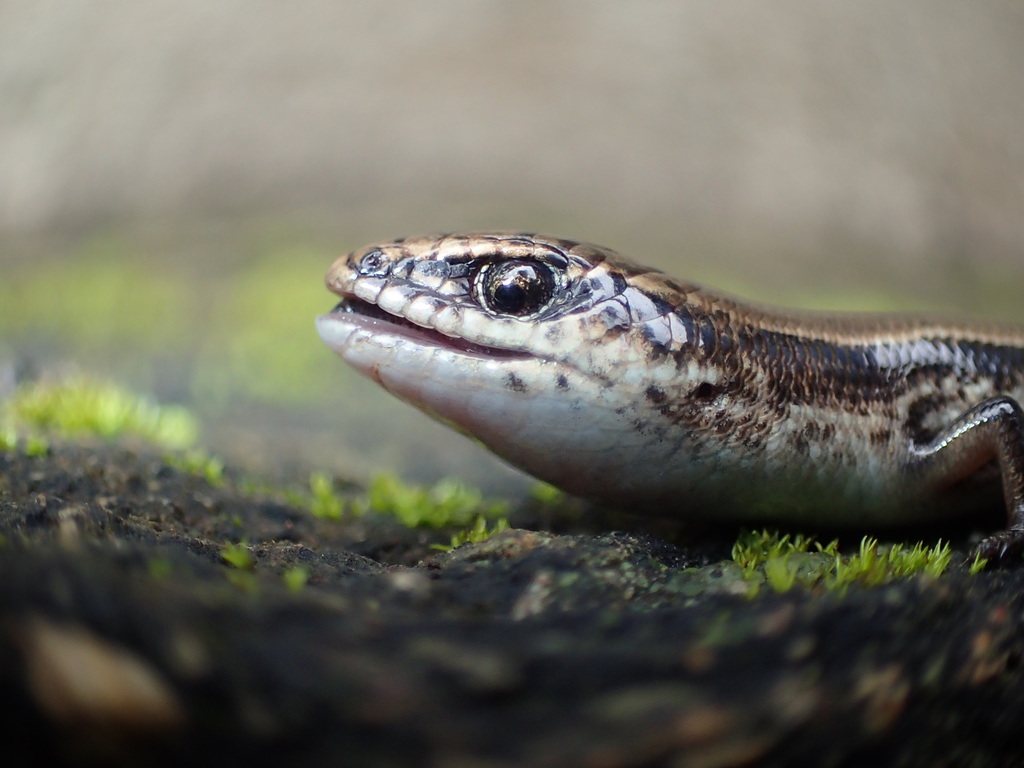 Sabin's Snake-Eyed Skink