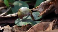 Corybas aconitiflorus