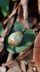 Corybas aconitiflorus