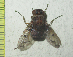 Aulacephala