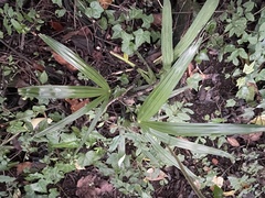 Trachycarpus fortunei