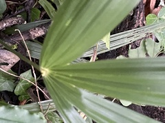 Trachycarpus fortunei