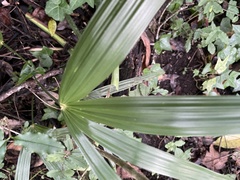 Trachycarpus fortunei