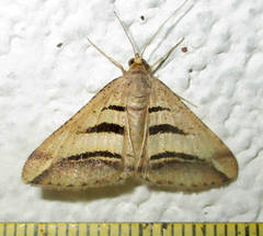 Chiasmia subcurvaria