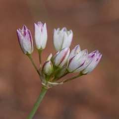 Allium diabolense