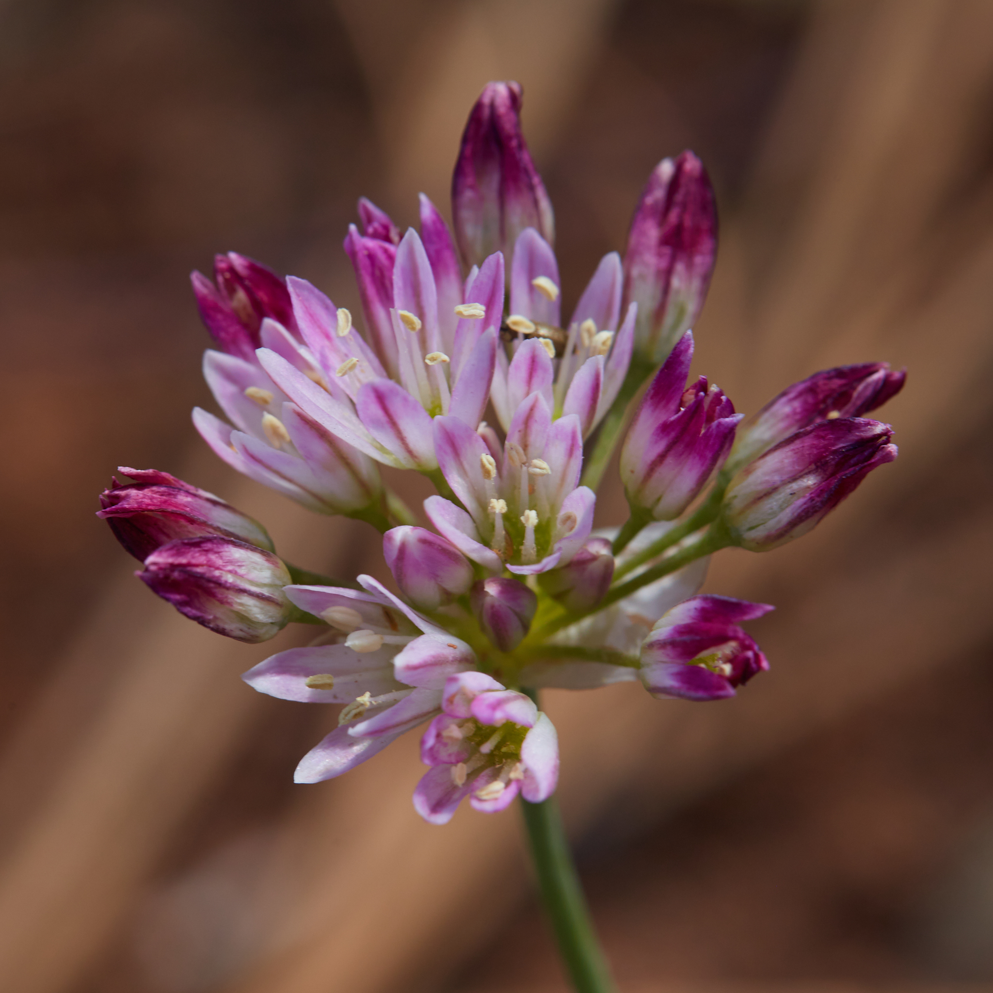 Allium diabolense