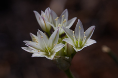 Allium diabolense