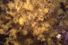 Diversidoris sulphurea