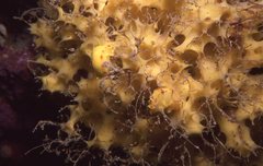 Diversidoris sulphurea