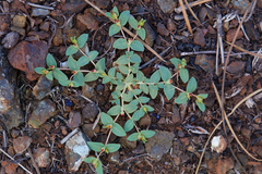Euphorbia ocellata