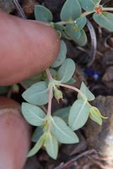 Euphorbia ocellata