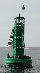 Arctocephalus pusillus pusillus