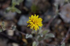 Lessingia tenuis