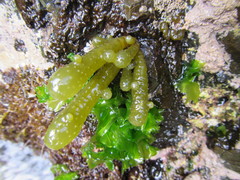 Splachnidium rugosum