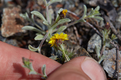 Lessingia tenuis