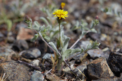 Lessingia tenuis