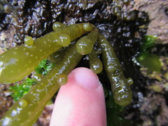 Splachnidium rugosum