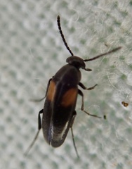 Anaspis fasciata