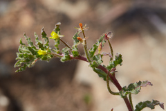 Camissoniopsis intermedia