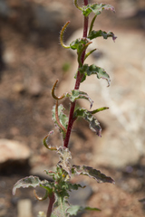 Camissoniopsis intermedia