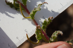 Camissoniopsis intermedia