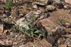 Camissoniopsis intermedia