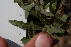 Camissoniopsis intermedia