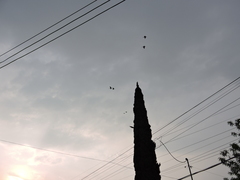 Psittacara holochlorus