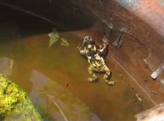 Loveridges Snouted Toad photo 2